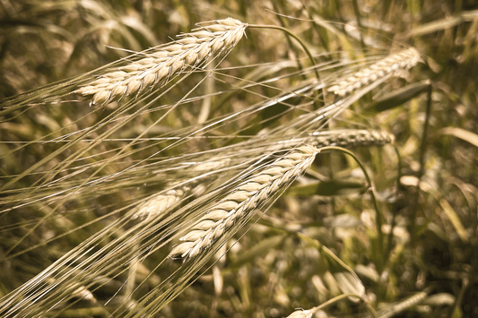 Heritage barley growing on the Isle of Man